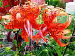 Tiger lily