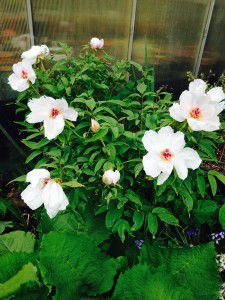 Paeonia suffruicosa - white form