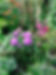 Asters