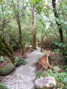 into the woods