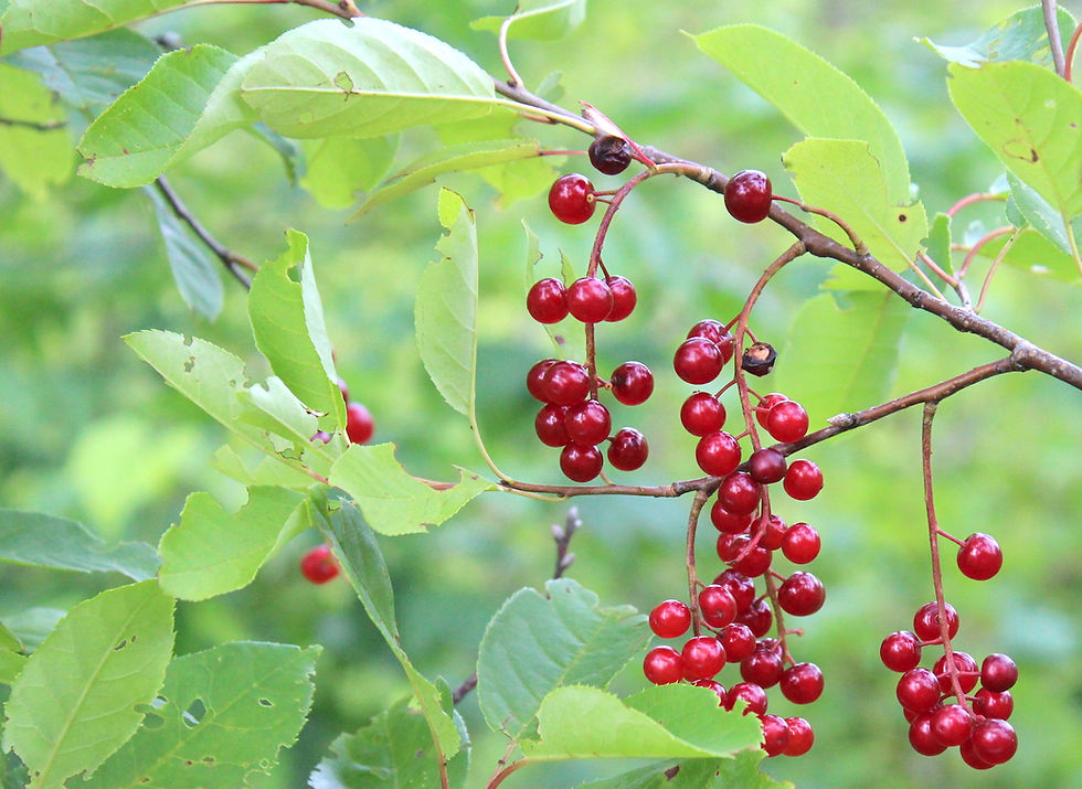 Thumbnail: Chokecherry
