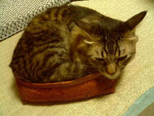 20050906・か～ごのな～かの・・・