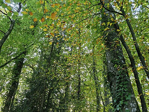 forêt-ateliers Qi Gong