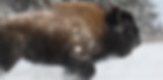 Charging bison in the snow