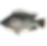 Tilapia entier
