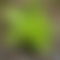 Thoreau, a Poet and a Hawk walk into a Bar