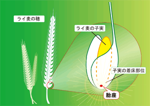 ライ麦プラセンタ配合