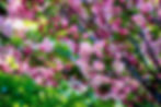 fleur de cerisier magnetiseur