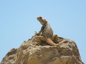Agama Sivta poust Izrael Negev.JPG