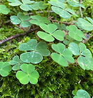 10 Waldklee Gruppe.jpg