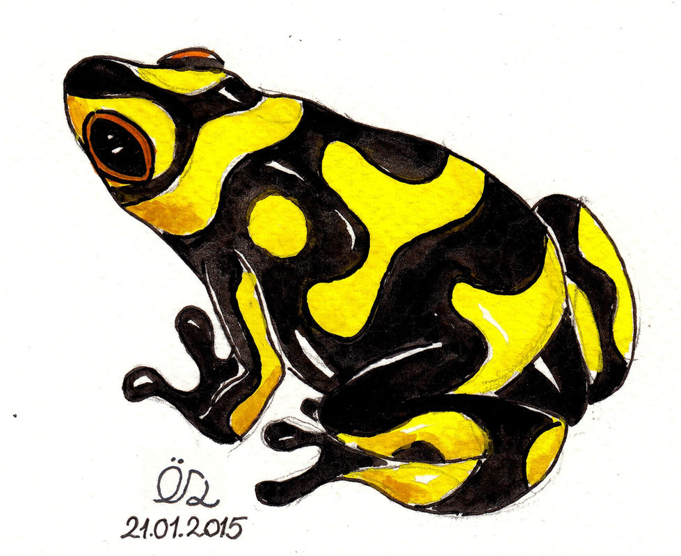 yellowfrog_2015_2