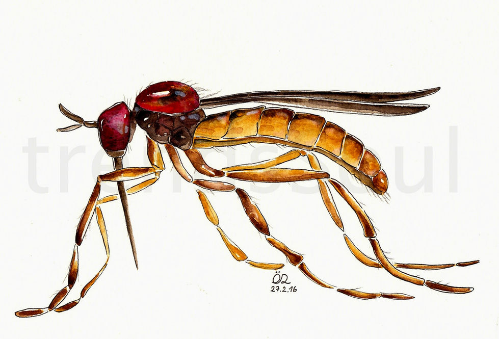 mosquito 2