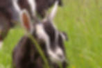 Rozen entre les herbes été 2020.jpg