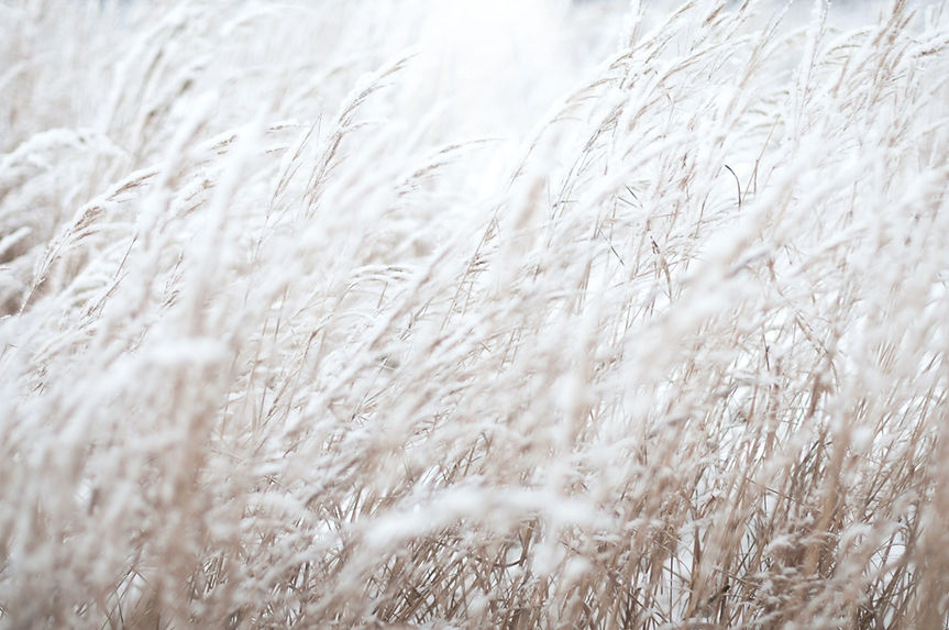 White Grass_edited.jpg