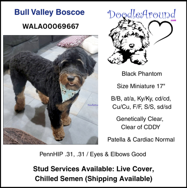 Doodle Around stud service