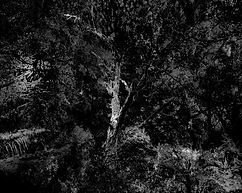 Forêt Le ciel à rebours 7 60X40 copie.jpg