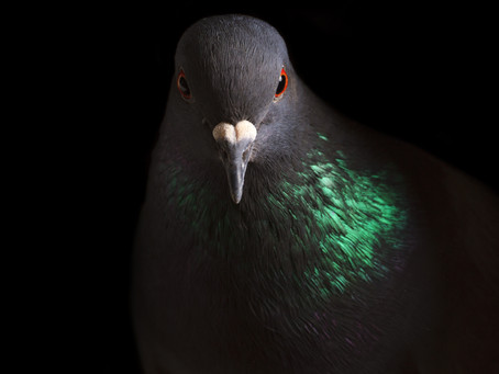 The Humble Pigeon