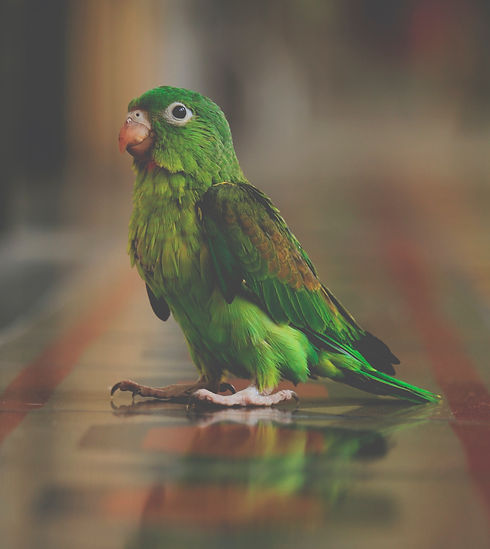 Green parrot walking_edited.jpg