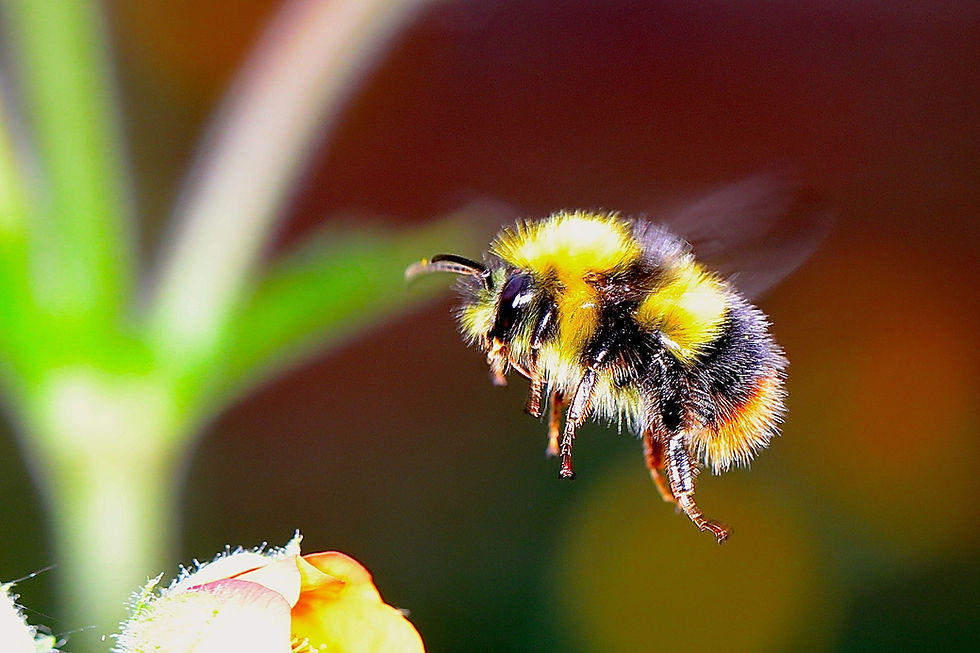 Bee Meditation