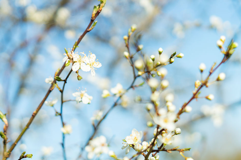 Flower meditation
