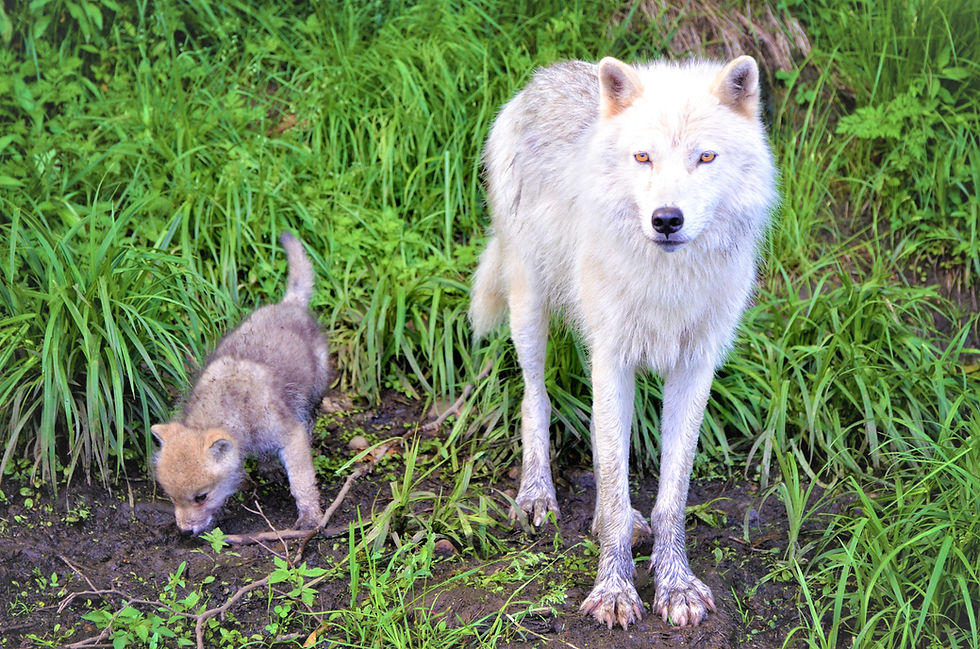Baby & mother wolf