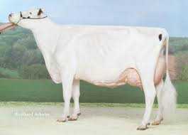 Famille Tommilly du Tombuy