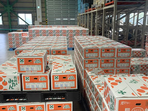 秋の味覚が始動!JAながさき県央から極早生みかんの旅立ち