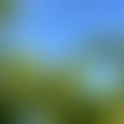 みかんの花の蕾です。