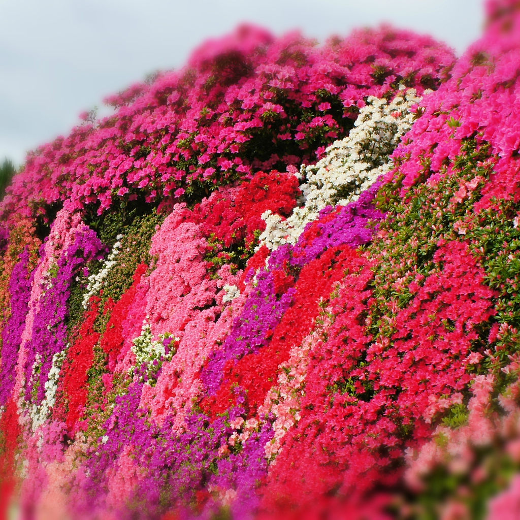 来園の皆様へ 松本ツツジ園 長崎県大村市にあるツツジと芝桜の花園 来園の皆様へ 松本ツツジ園 長崎県大村市にあるツツジと芝桜の花園
