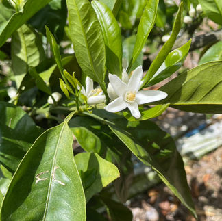 みかんの花の様子その5です