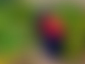 園児64名がみかん収穫体験に参加