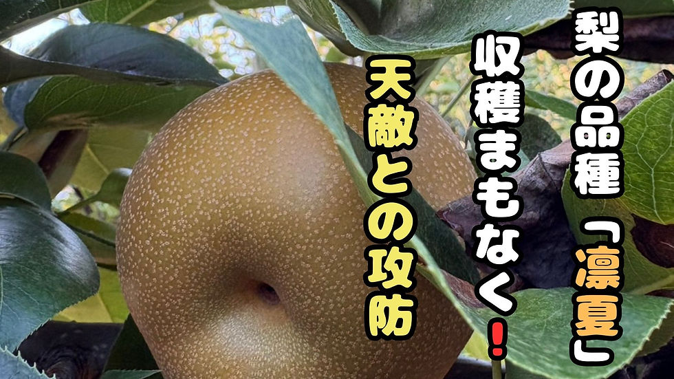 梨の収穫まもなく!天敵との攻防