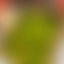 極早生みかん初売りの様子3です