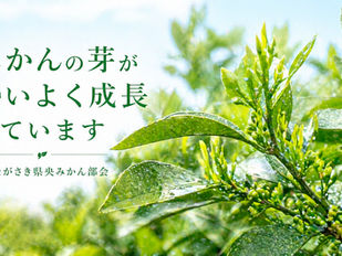みかんの芽が勢いよく成長しています