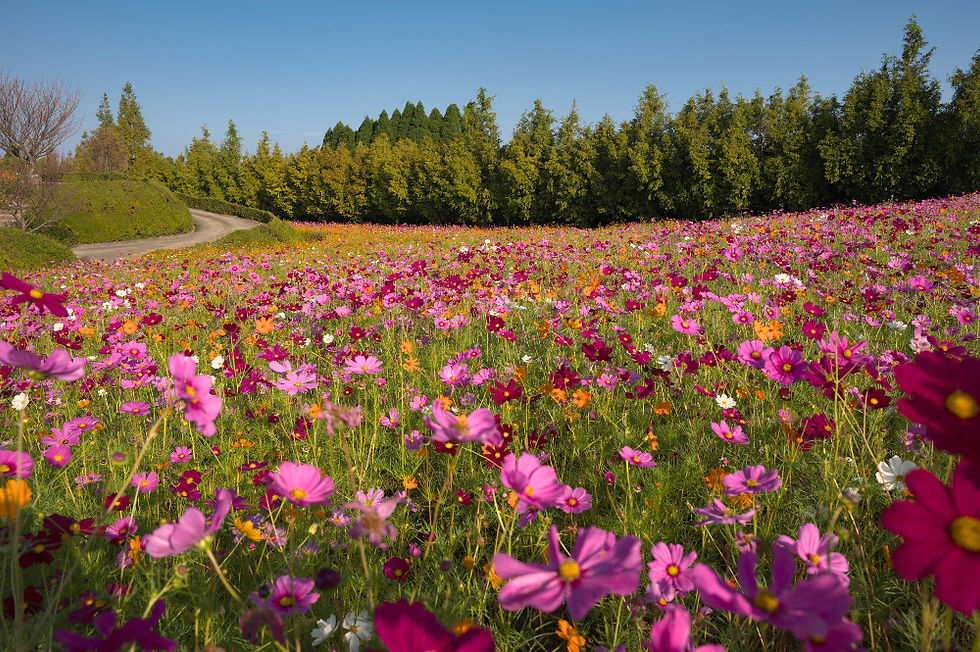 10月14日コスモスの様子
