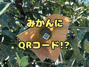 みかんにQRコード!? スマホでわかる“水やりのベストタイミング”