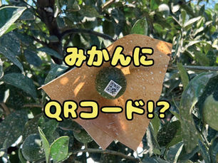 みかんにQRコード!? スマホでわかる“水やりのベストタイミング”
