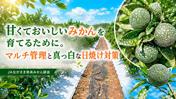 みかん栽培の工夫を分かりやすく伝える、ブログ・SNS用の画像と動画