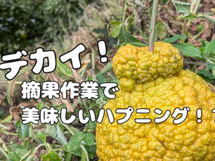 不知火の摘果作業で美味しいハプニング!!