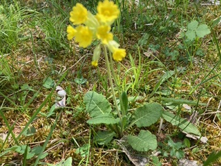 Im Göttlichen zu Hause