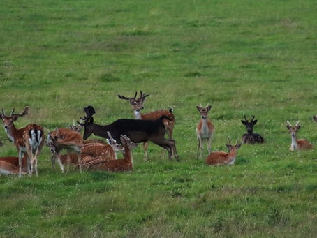 Whats on in Harewood
