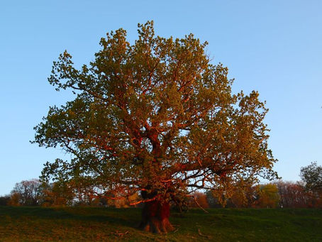 Oak.In new evening dress ❤️ In Harewood with Benedict Williams