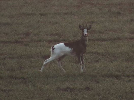 A Harewood Dawn by Benedict Williams