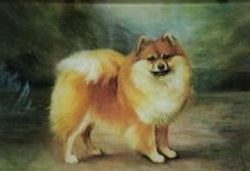 Tawney Pomeranian C-424