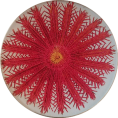 Red Sea Urchin #1 S-170