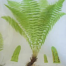 Oreopteris Fern FL 309