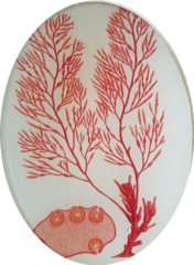 Red Feather Seaweed  S-172