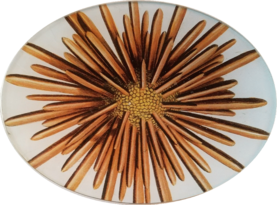 Pencil Sea Urchin  S-483