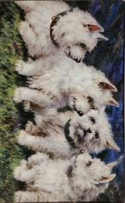 4 White Terriers C-28