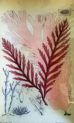 Fitch Pink Seaweed S-133